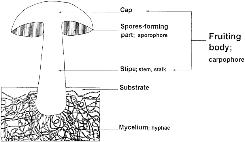 sketch of a mushroom showing the fruiting body