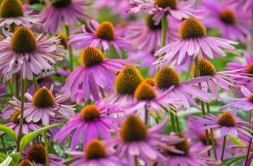 Purple echinacea flowers for new covid variant symptoms
