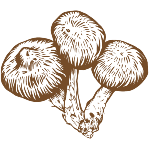 Shiitake mushrooms drawing, mushrooms that make up om mushrooms reviews and troop mushroom reviews