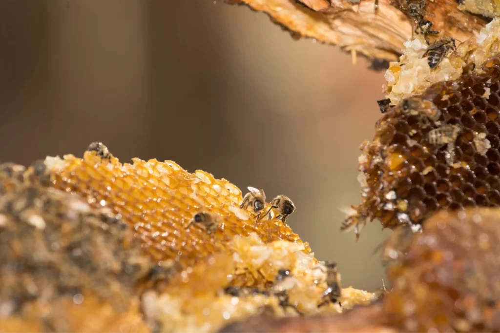 Honey bee comb honey making process