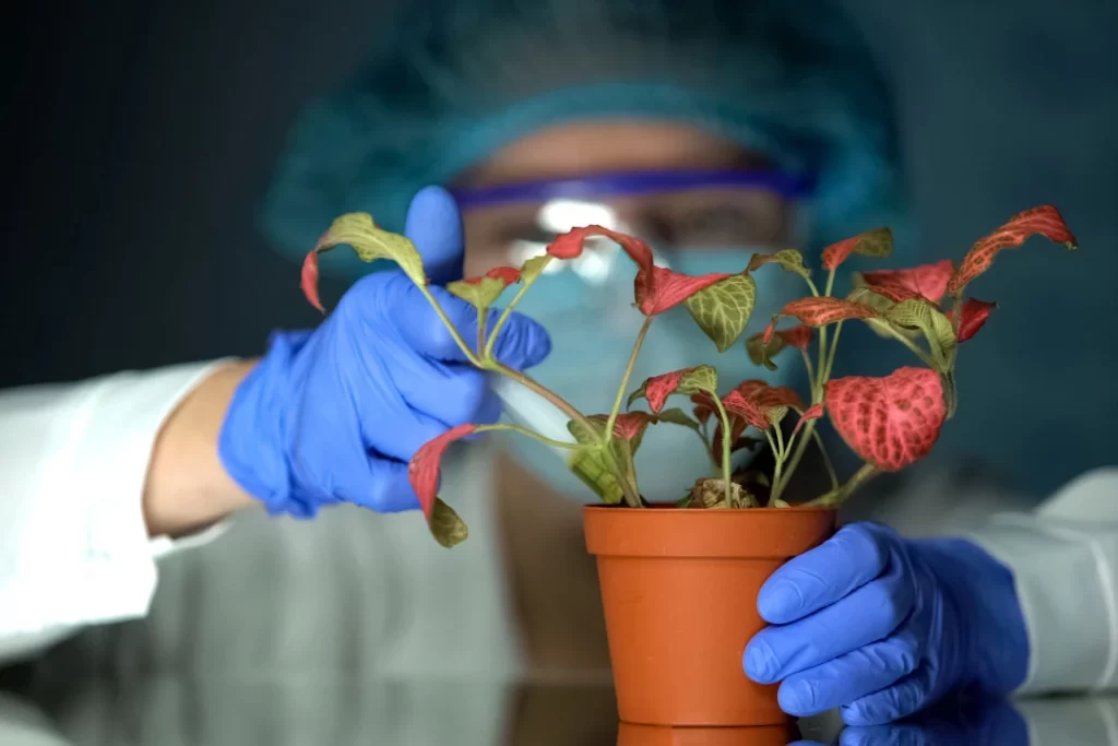 Plant scientists inject liquid fertilizer to plant.