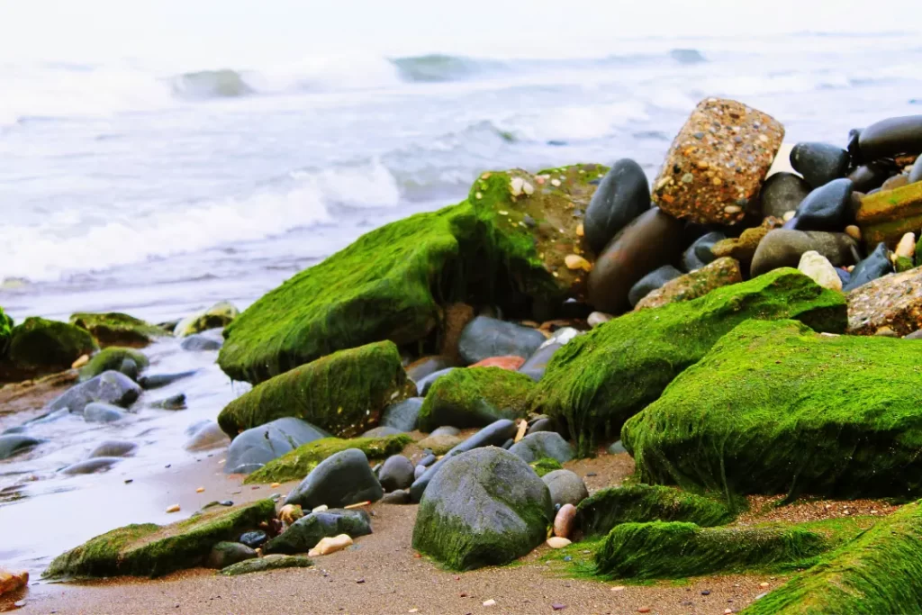 organic Sea Moss for using as medicine