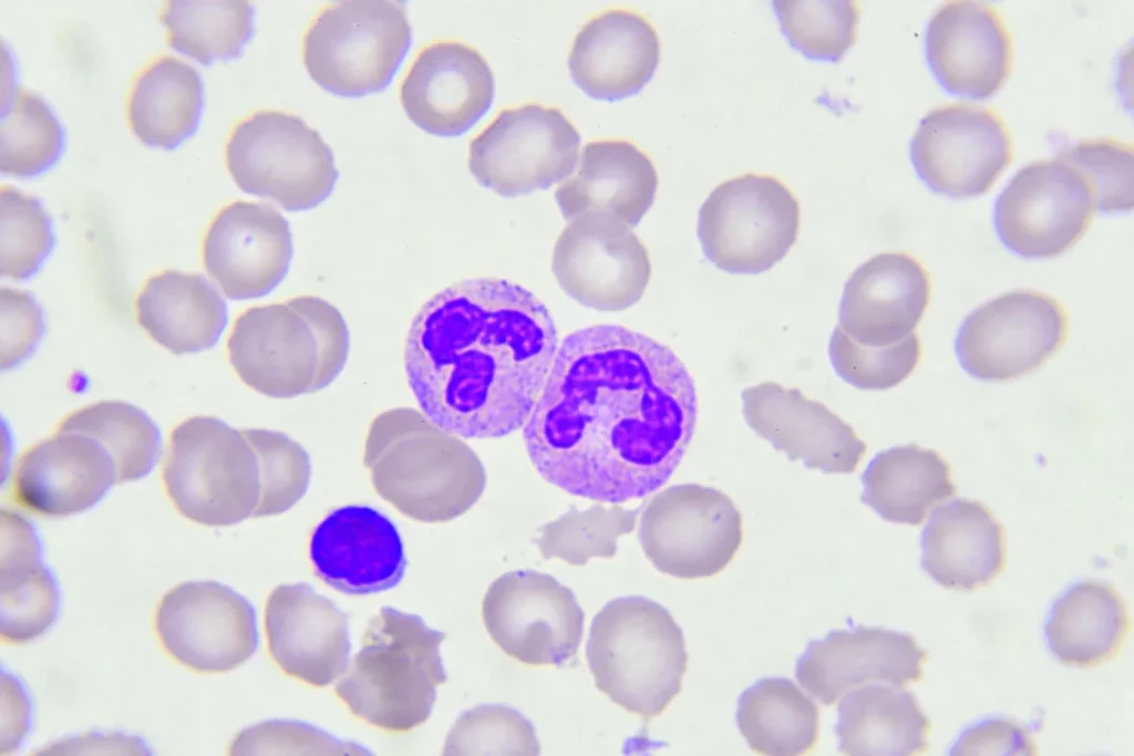 White blood cells.