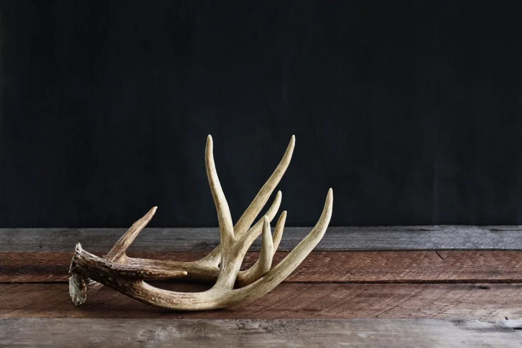 deer antler velvet benefits