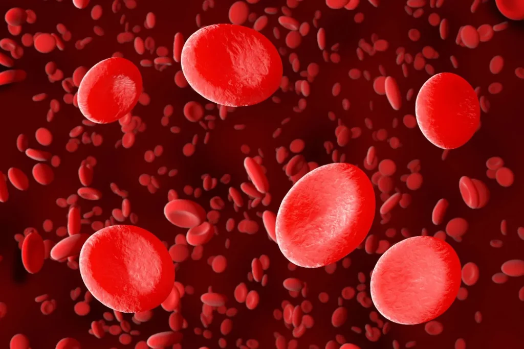 Red blood cells. 