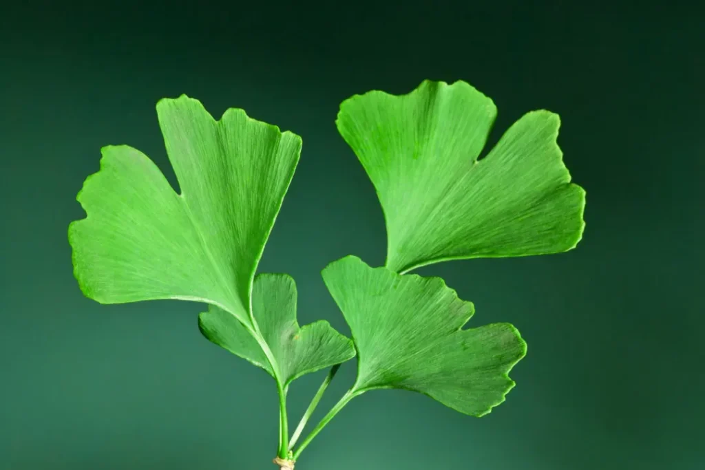 Leaves of ginkgo. 