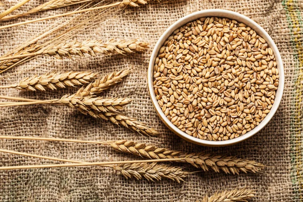 Wheat is main part of human diet. 