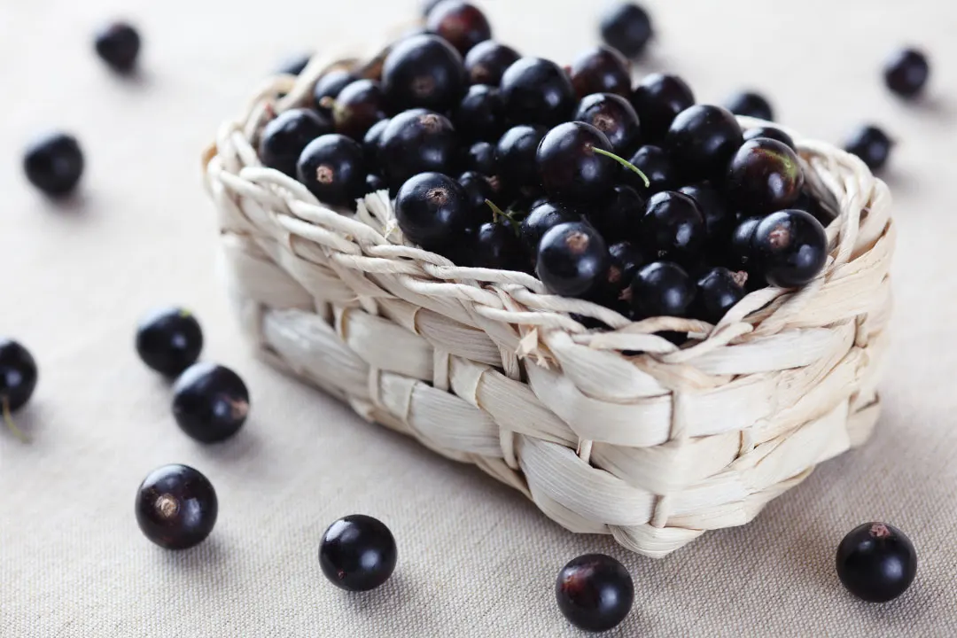 blackcurrant berries