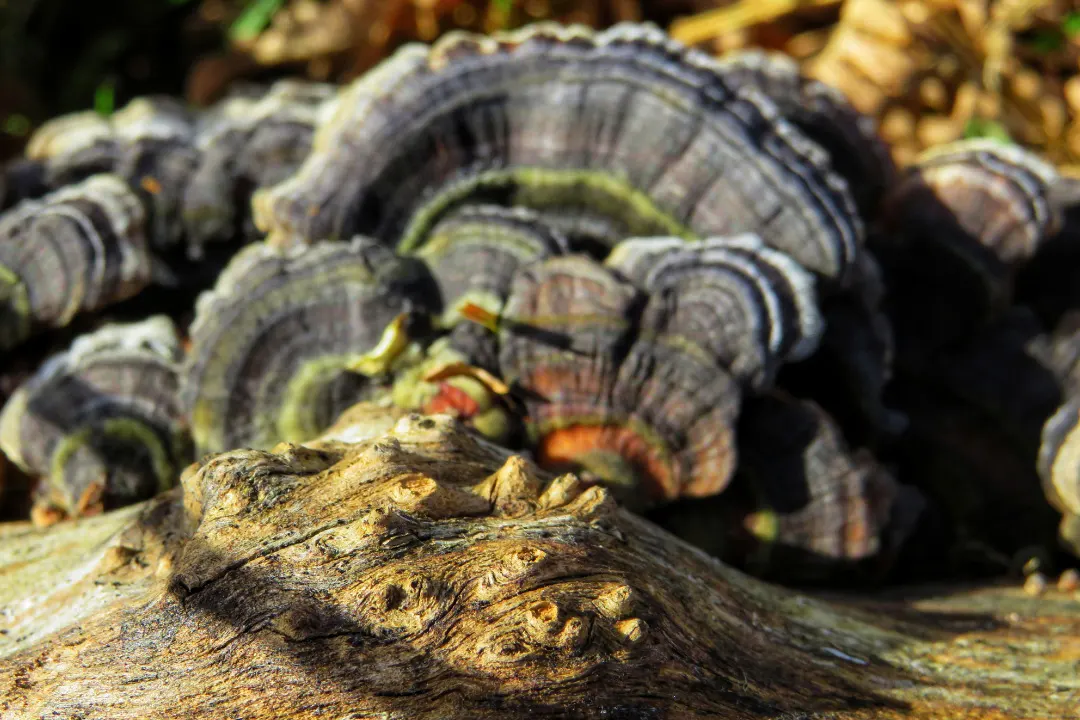 Dried Turkey Tail Mushrooms
