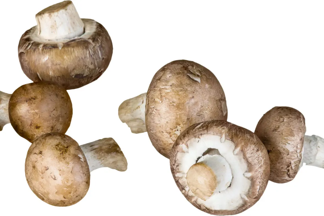 top mushroom supplements