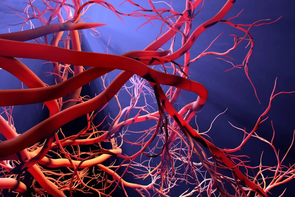 Blood vessels. 