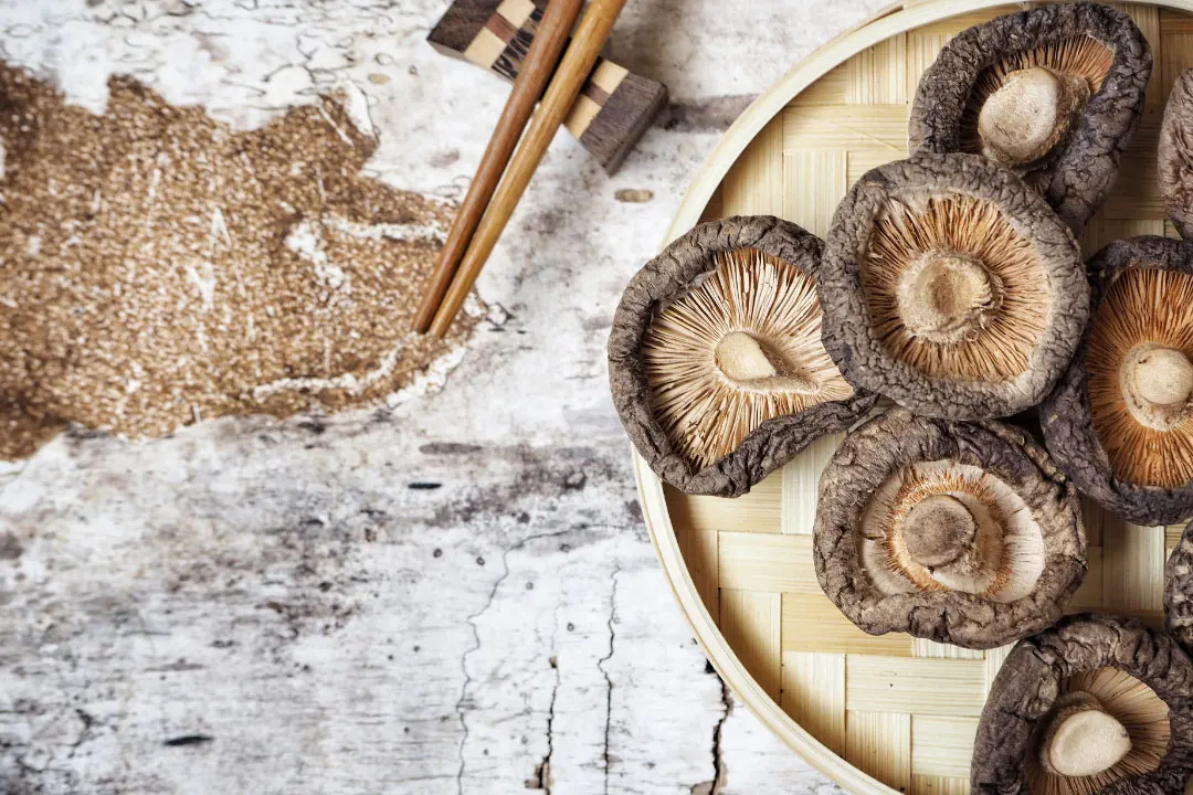best medicinal mushrooms