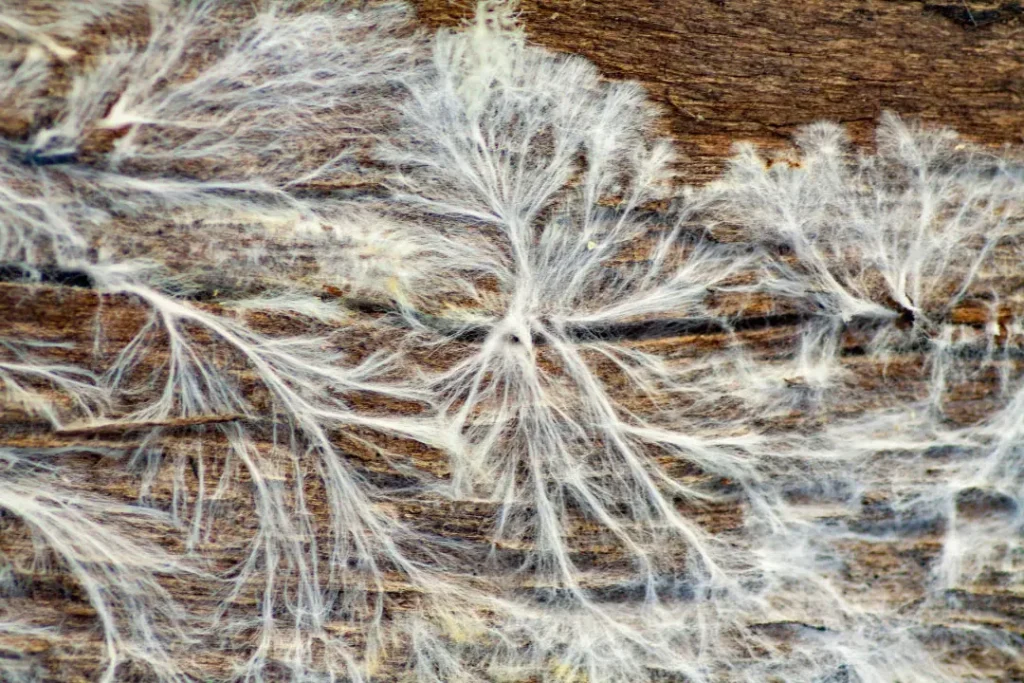 Structure of mycelium. 