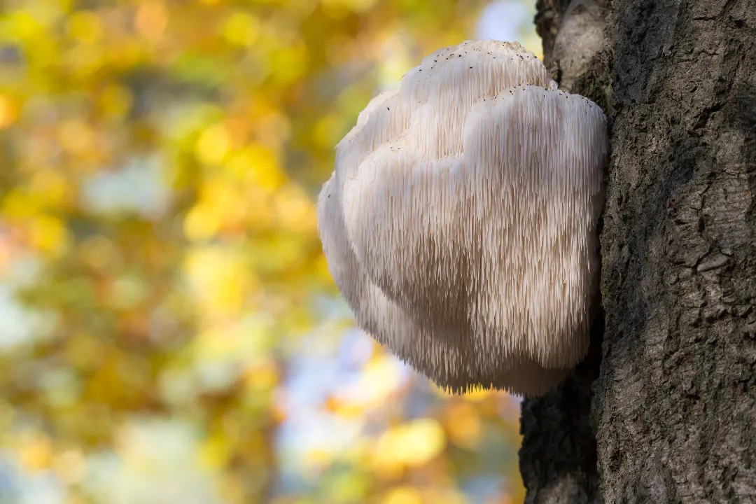 Lion's mane mushroom on tree