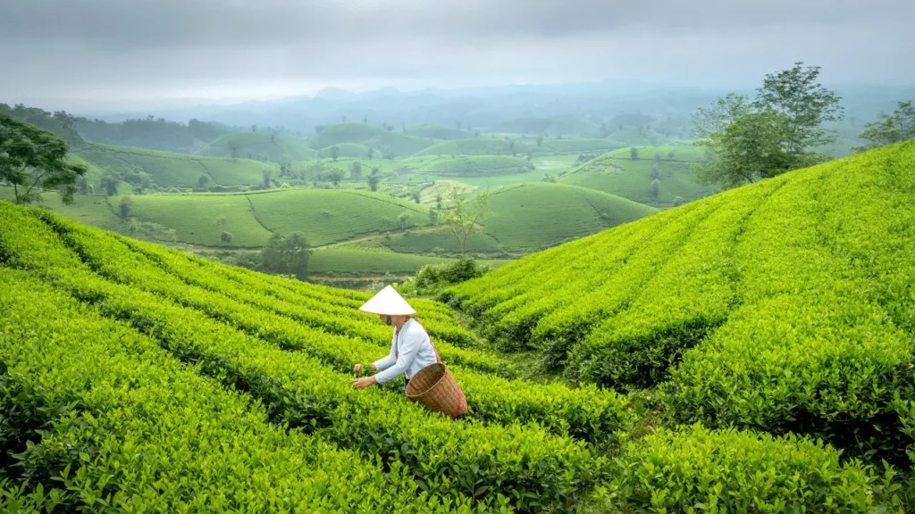 The environment to develop and cultivate  tea.