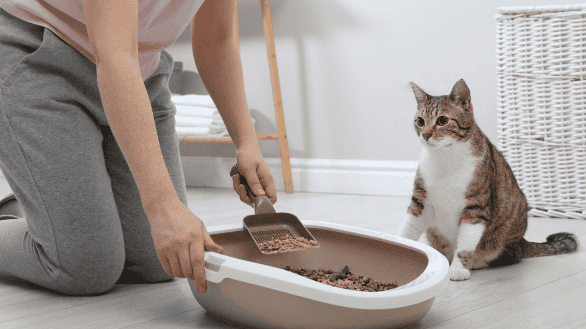 Hidden Hazards of Scented Cat Litter